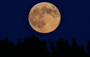 SPENCER, NY - AUGUST 10: A supermoon rises through the trees on August 10, 2014 in Spencer, New York. In the second supermoon or perigee moon as it is also known of the summer, the moon appears 30 percent brighter and 14 percent bigger than normal. (Photo by Tom Pennington/Getty Images)